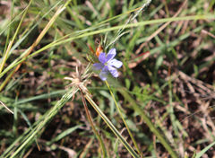 Aristea pusilla