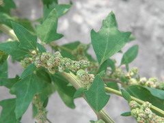 Chenopodium acerifolium