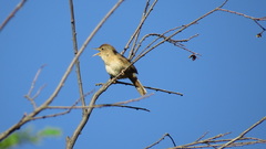 Troglodytes aedon chilensis