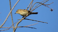 Troglodytes aedon chilensis
