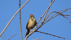 Troglodytes aedon chilensis