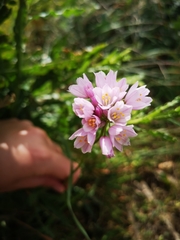 Allium roseum