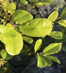 Rhamnus pirifolia