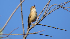 Troglodytes aedon chilensis