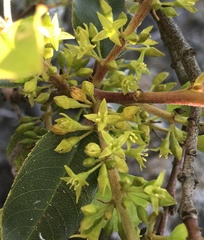 Rhamnus pirifolia