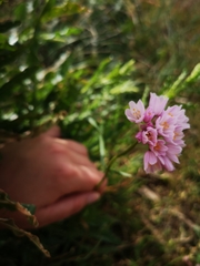 Allium roseum