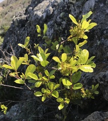 Rhamnus pirifolia