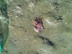 Petrolisthes desmarestii