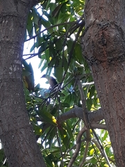Quiscalus mexicanus