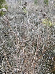 Dasiphora fruticosa