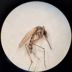 Aedes dorsalis