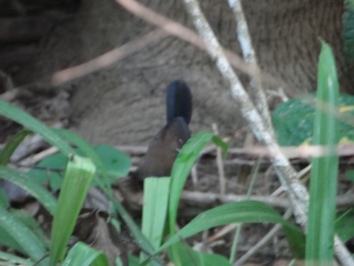 Black-throated Antbird (Myrmophylax atrothorax), photo 8