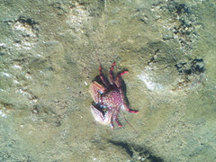 Petrolisthes desmarestii