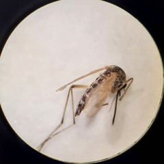 Aedes dorsalis