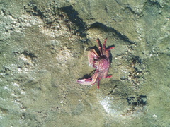 Petrolisthes desmarestii