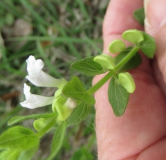 Scutellaria parvula
