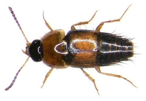 Staph beetle