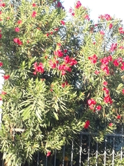 Nerium oleander