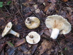 Lactifluus glaucescens