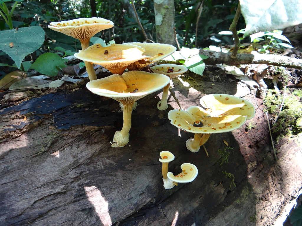 Stiptophyllum erubescens · April 2013 · photo: © vincentvosriberalta (iNaturalist, cc-by)