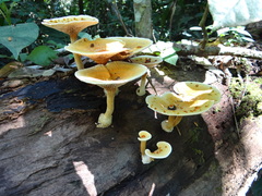 Stiptophyllum erubescens