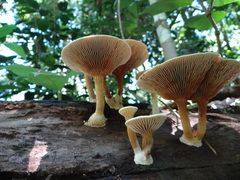 Stiptophyllum erubescens