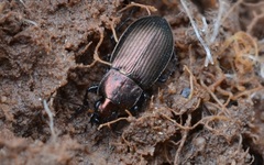 Poecilus cupreus
