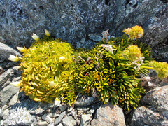 Aciphylla leighii