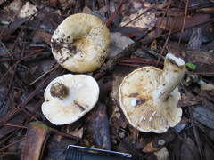 Lactifluus glaucescens