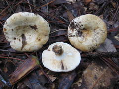 Lactifluus glaucescens