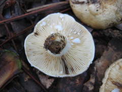 Lactifluus glaucescens