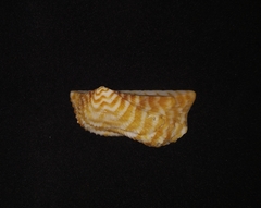 Arca pacifica