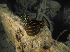 Tambja affinis