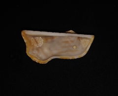 Arca pacifica