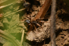 Phrurolithus
