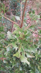 Phyllocladus aspleniifolius