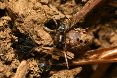 Phrurolithus