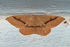Cyclophora maderensis