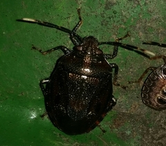 Antiteuchus tripterus
