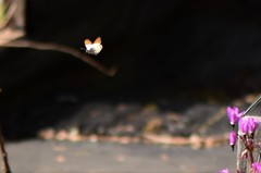 Anthocharis julia flora