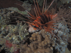 Pterois cincta