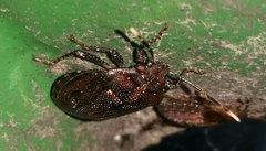 Antiteuchus tripterus