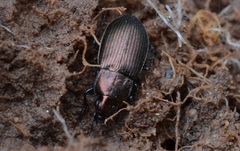 Poecilus cupreus