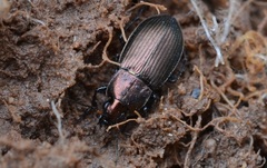 Poecilus cupreus