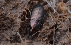 Poecilus cupreus
