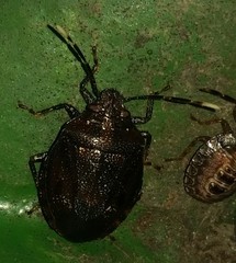 Antiteuchus tripterus