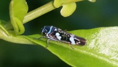 Macugonalia leucomelas