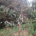 Eucalyptus delegatensis - Photo (c) robertpergl, algunos derechos reservados (CC BY-NC), subido por robertpergl