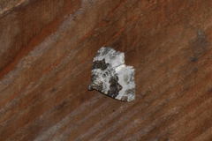 Epirrhoe rivata