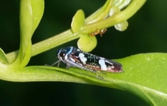 Macugonalia leucomelas